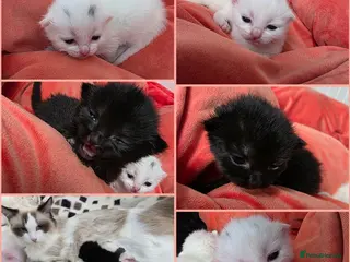 Mixed Breed cats Kittens😻Ragdoll mom x mixed breed dad😺 - Advert 16
