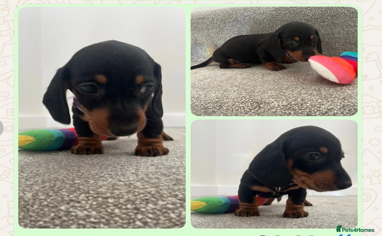 Miniature Dachshund dogs ONE BOY LEFT reduced mini smooth Dachshund pup - Advert 2