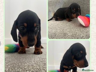 Miniature Dachshund dogs ONE BOY LEFT reduced mini smooth Dachshund pup - Advert 10