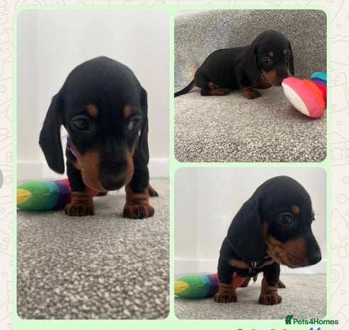 Miniature Dachshund dogs ONE BOY LEFT reduced mini smooth Dachshund pup - Advert 2