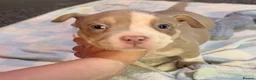 American Bully dogs for sale: Abkc pocket bully's in Barnsley - Advert 12