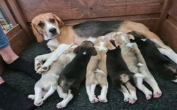 Beagle dogs for sale: Loyal Beagle Puppies Leaving Soon. - Image 10