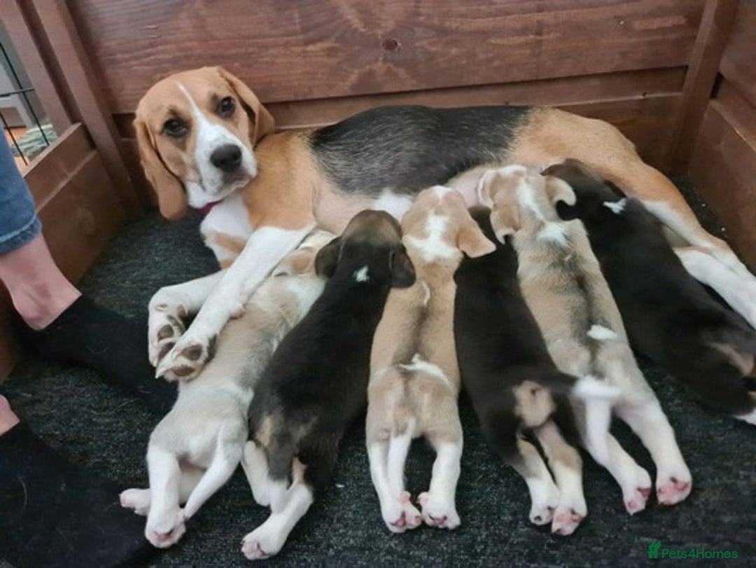 Beagle dogs for sale: Loyal Beagle Puppies Leaving Soon. - Image 10