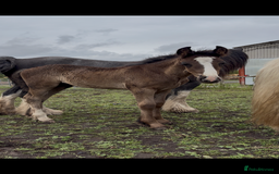 Other Breed horses for sale: Beautiful friesian x traditional cob foals  - Image 2