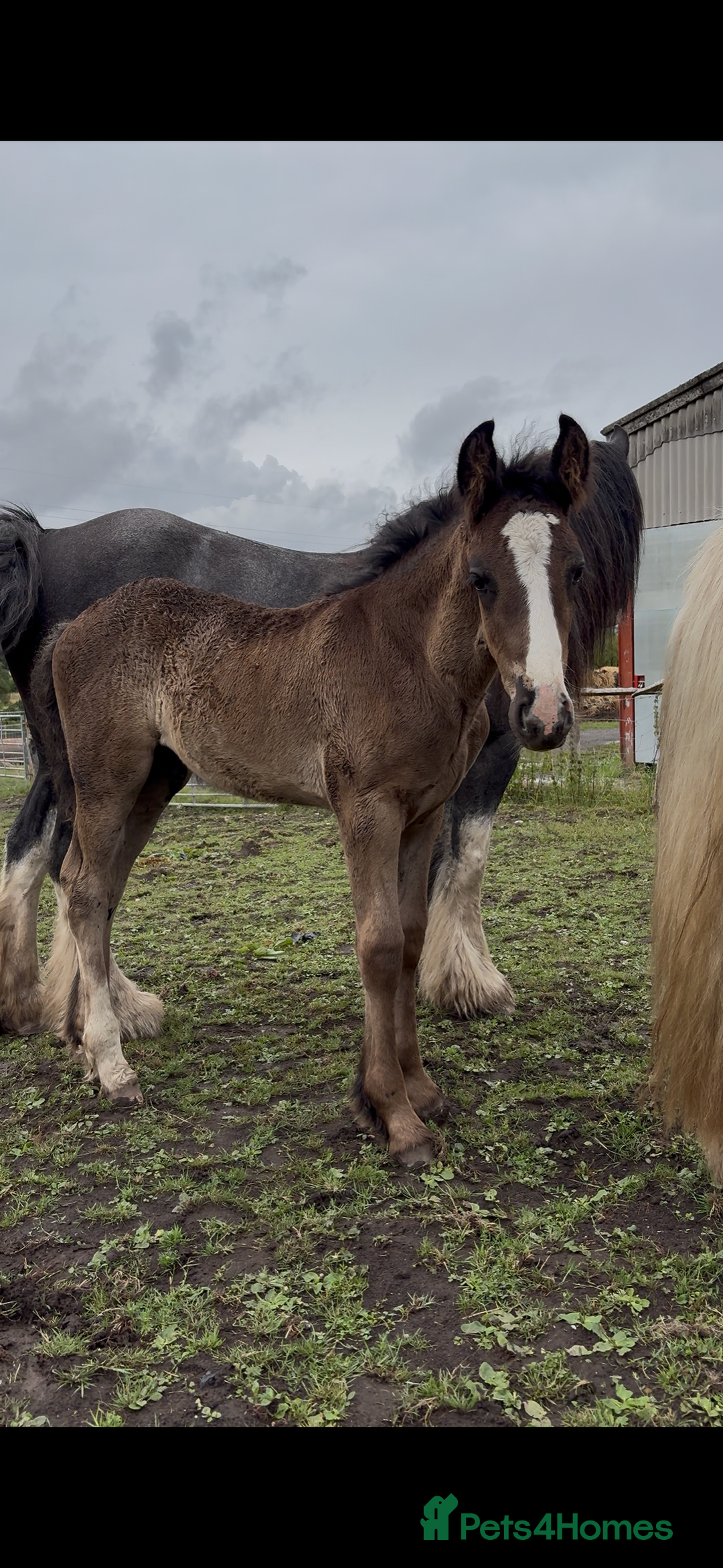 Other Breed horses for sale: Beautiful friesian x traditional cob foals  - Image 2