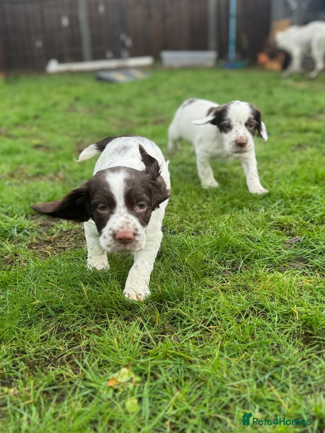 Mixed Breed dogs for sale: Working Sprocker Spaniel - Advert 3