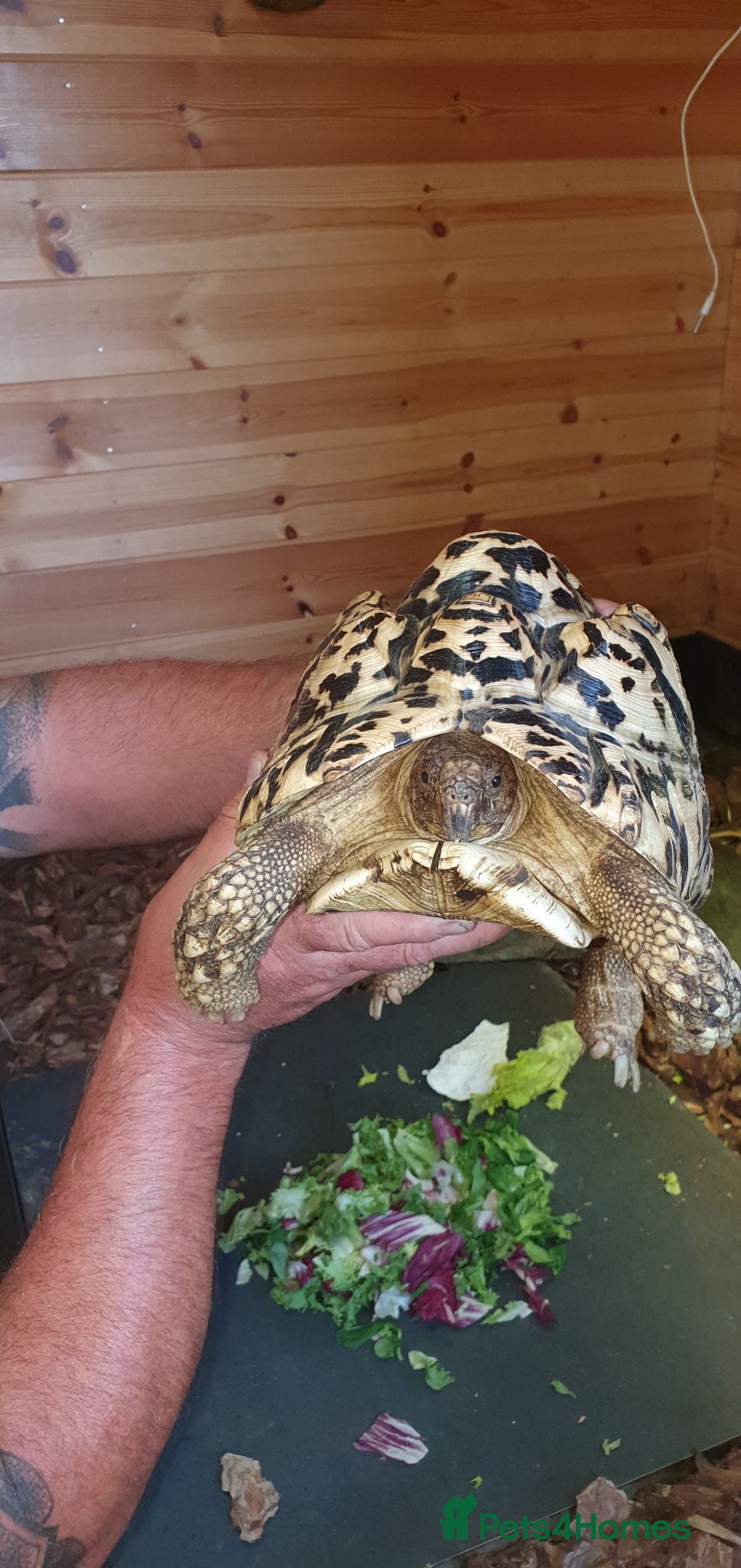 Tortoise reptiles Leopard tortoise  - Advert 1
