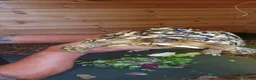 Tortoise reptiles for sale: Leopard tortoise  in Newcastle - Advert 1