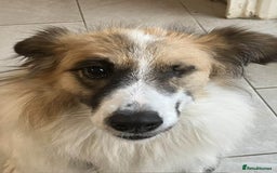 Mixed Breed dogs for adoption: Jessie ❤️ - Advert 7