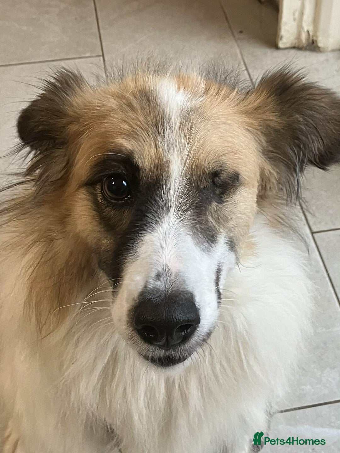 Mixed Breed dogs for adoption: Jessie ❤️ - Advert 7