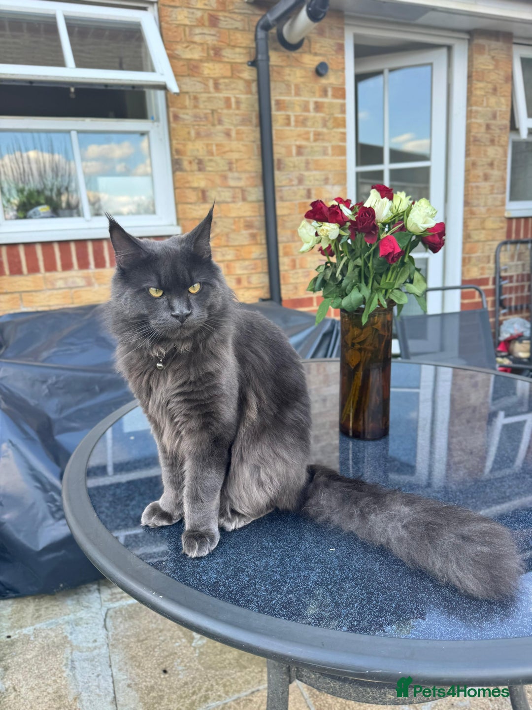 Maine Coon cats for stud: Mr Jasper - Image 4