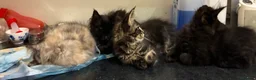 Maine Coon cats for sale: Purebred Maine Coon Kittens in Lisburn - Advert 21