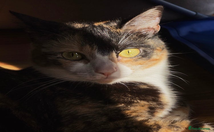 Domestic Shorthair cats - Advert 9