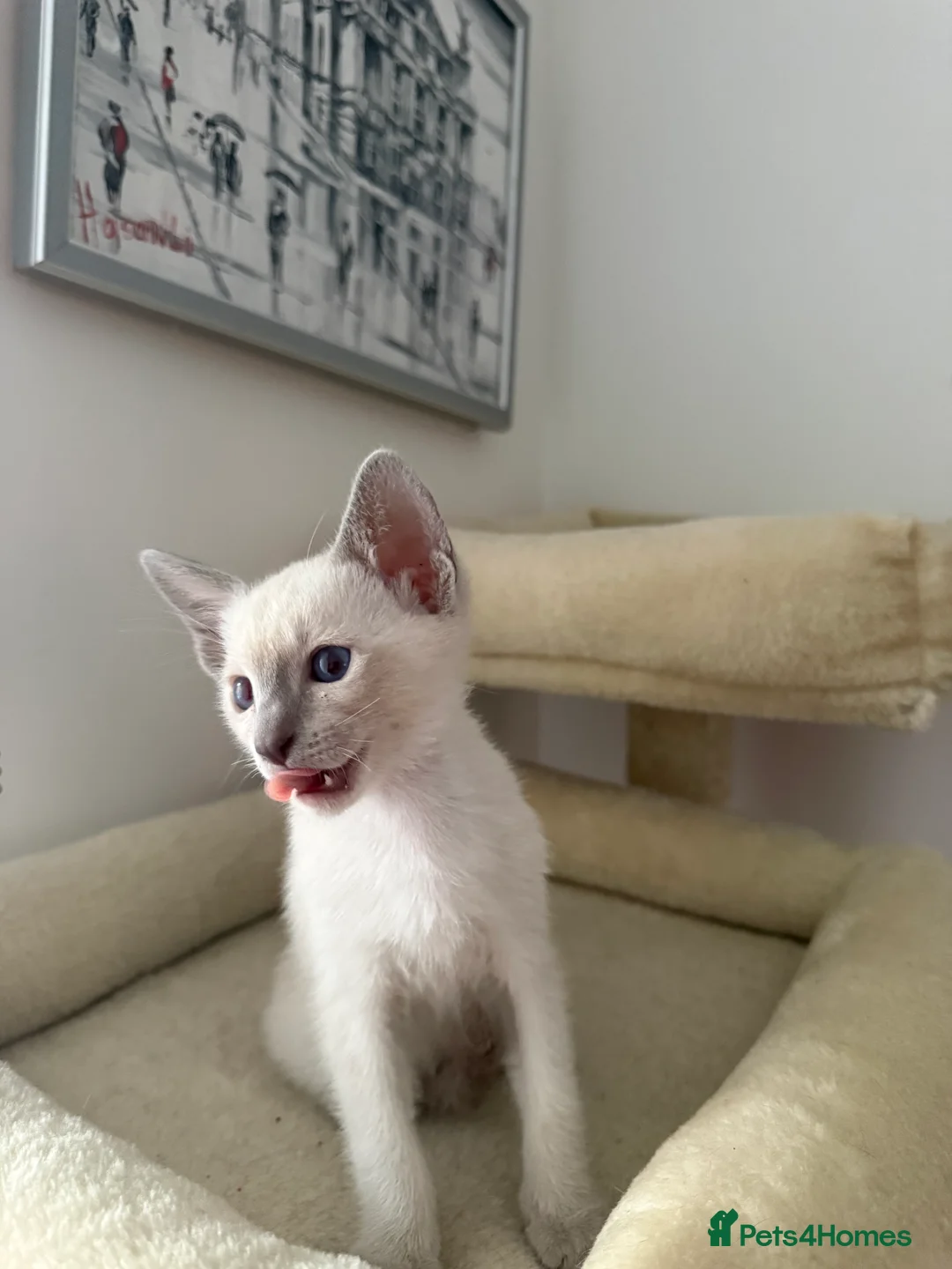 Siamese cats for sale: 3 adorable Siamese kittens 😻 - Advert 7