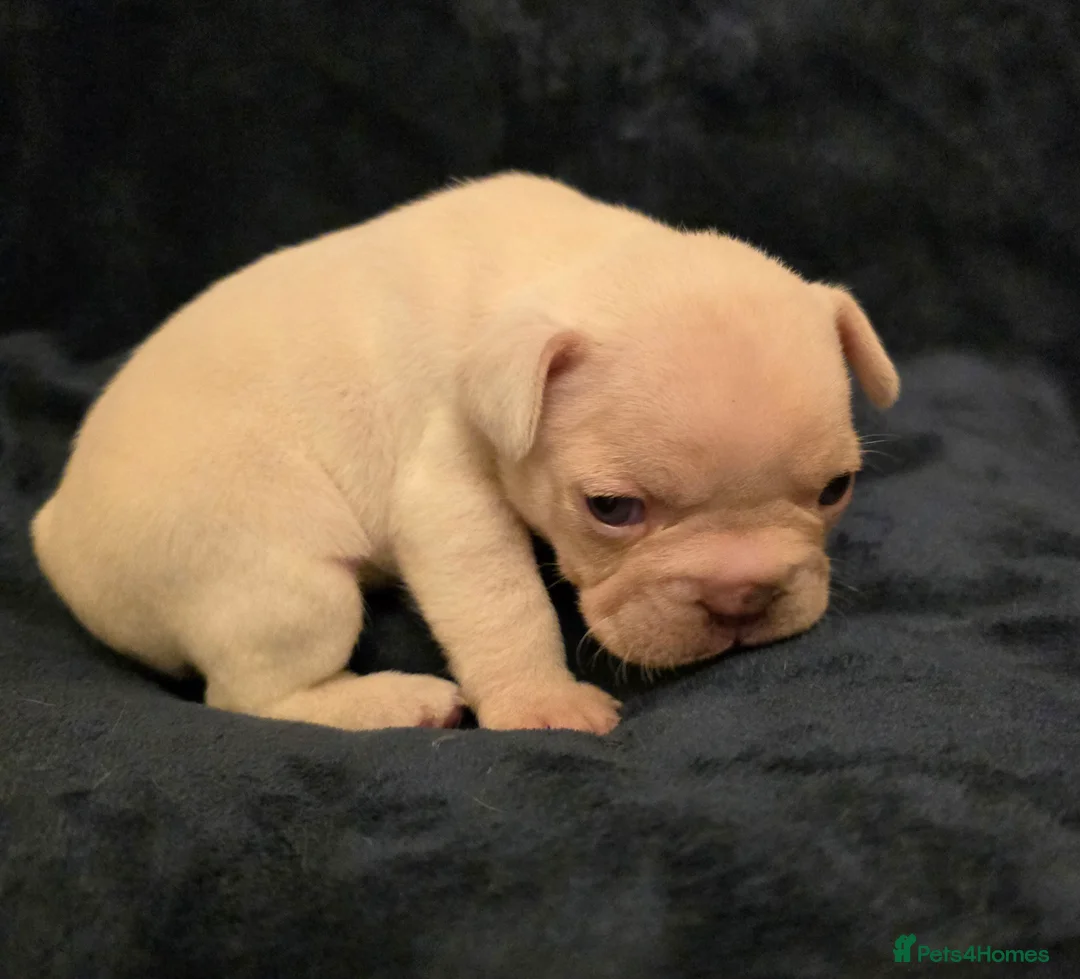 French Bulldog dogs for sale: Chunky Frenchie Puppies  - Advert 11