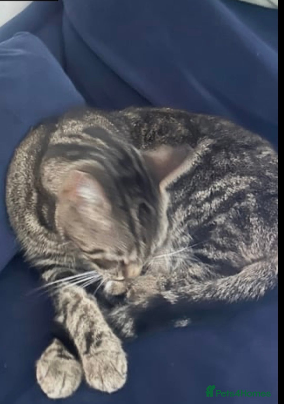 Mixed Breed cats for sale: beautiful kitten - Image 4