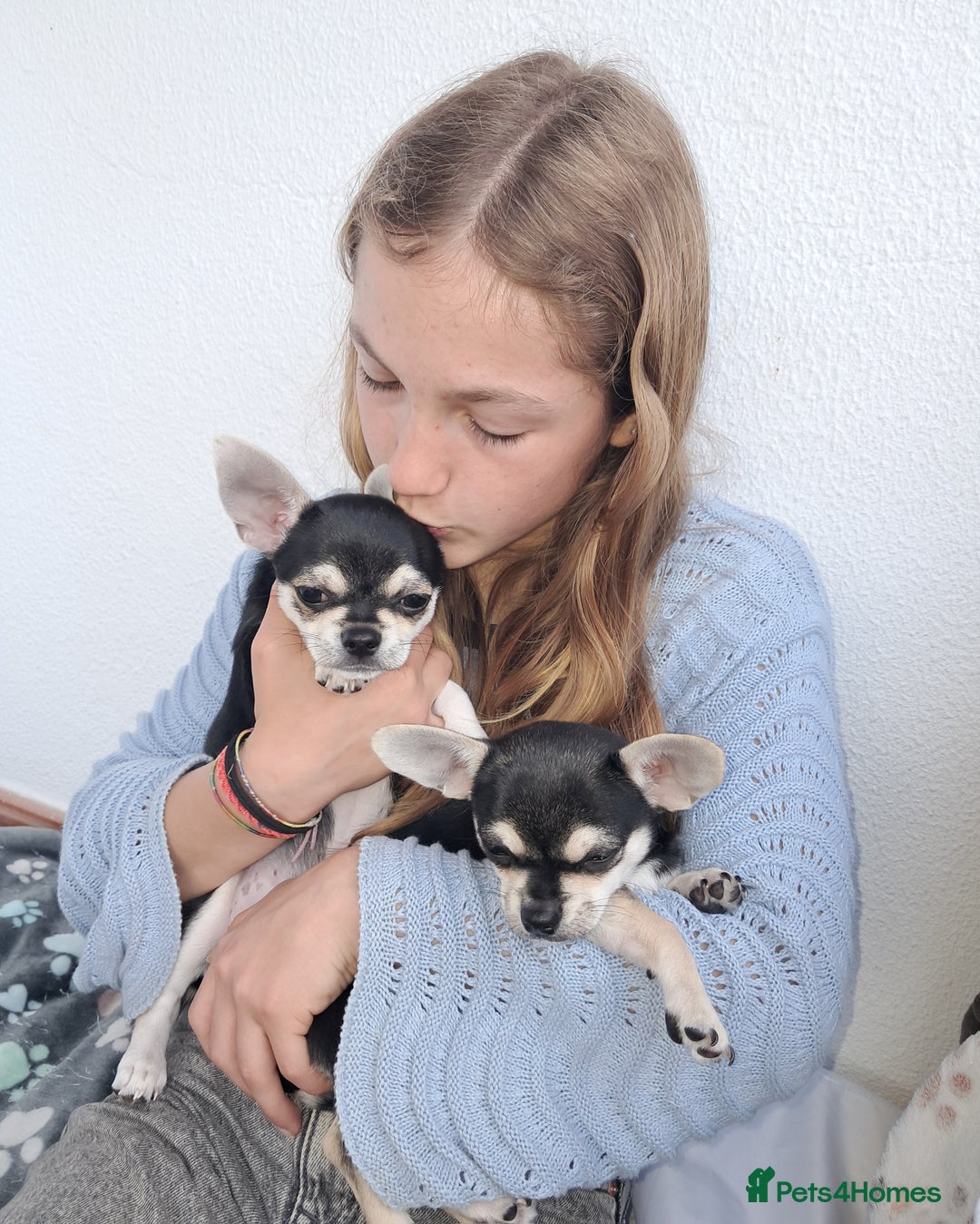 Chihuahua dogs for sale: EU pet Passport holder chihuahua male - Image 4