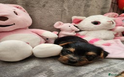 Yorkshire Terrier dogs for sale: 6 beautiful yorkie puppies - Image 14