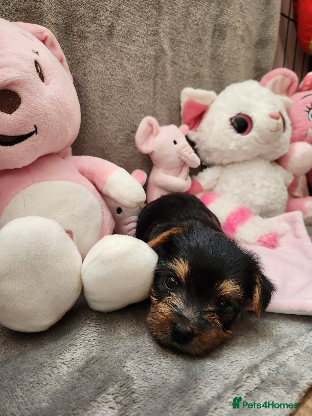 Yorkshire Terrier dogs for sale: 6 beautiful yorkie puppies - Image 14