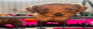 Cockapoo 1
