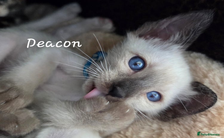 Siamese cats - Advert 2