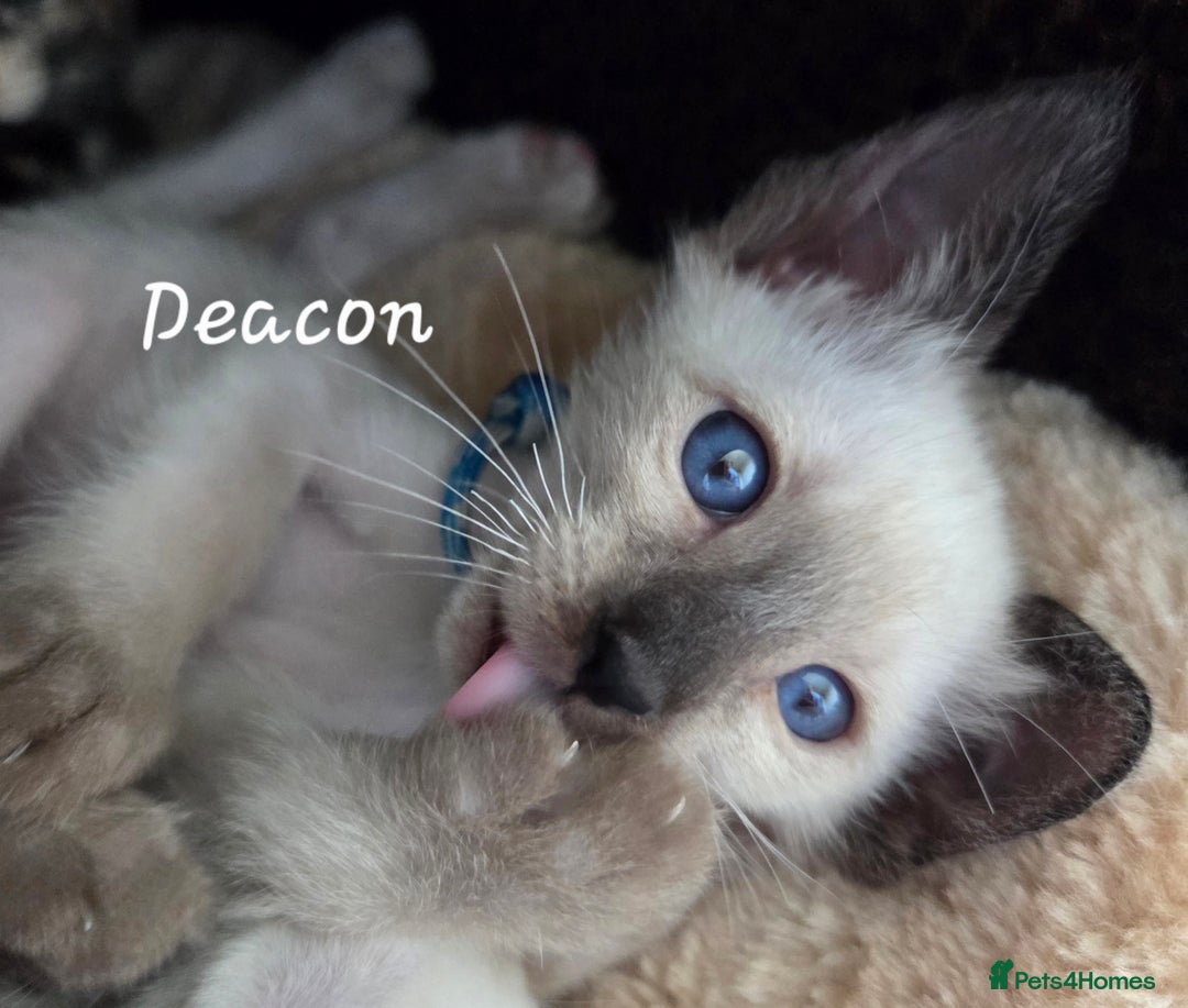 Siamese Kitten Oriental Longhair Kittens For Sale SIAMESE AND