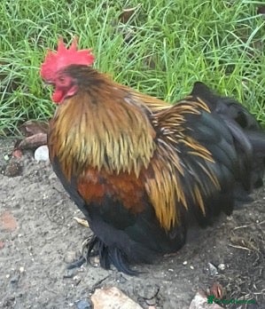 Chickens poultry Pekin Bantam Cockerel - Advert 1