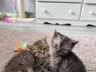 British Shorthair cats British Short Haired Kittens - Advert 1