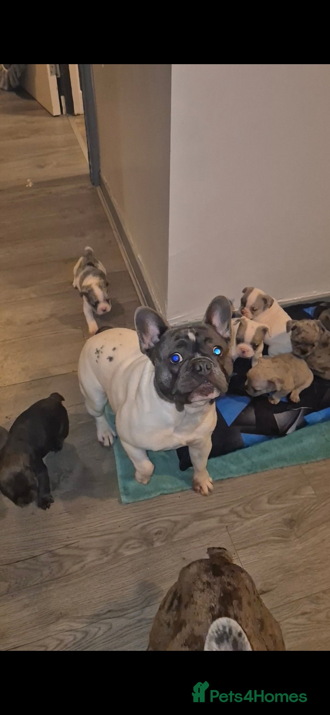 French Bulldog dogs for stud: Platinum pied French bulldog for stud - Advert 3