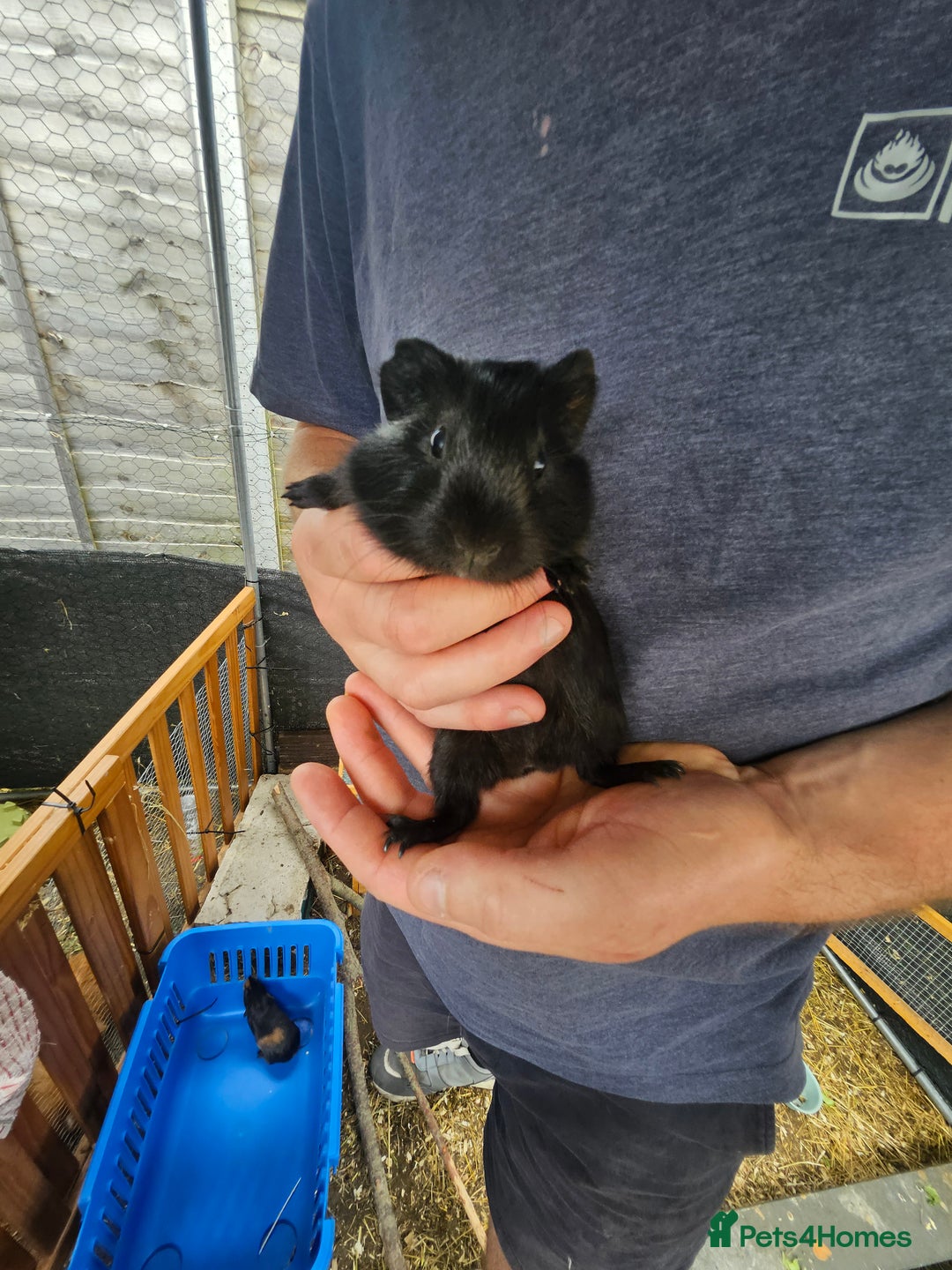 English rabbits for sale: Guinea pigs  - Image 3