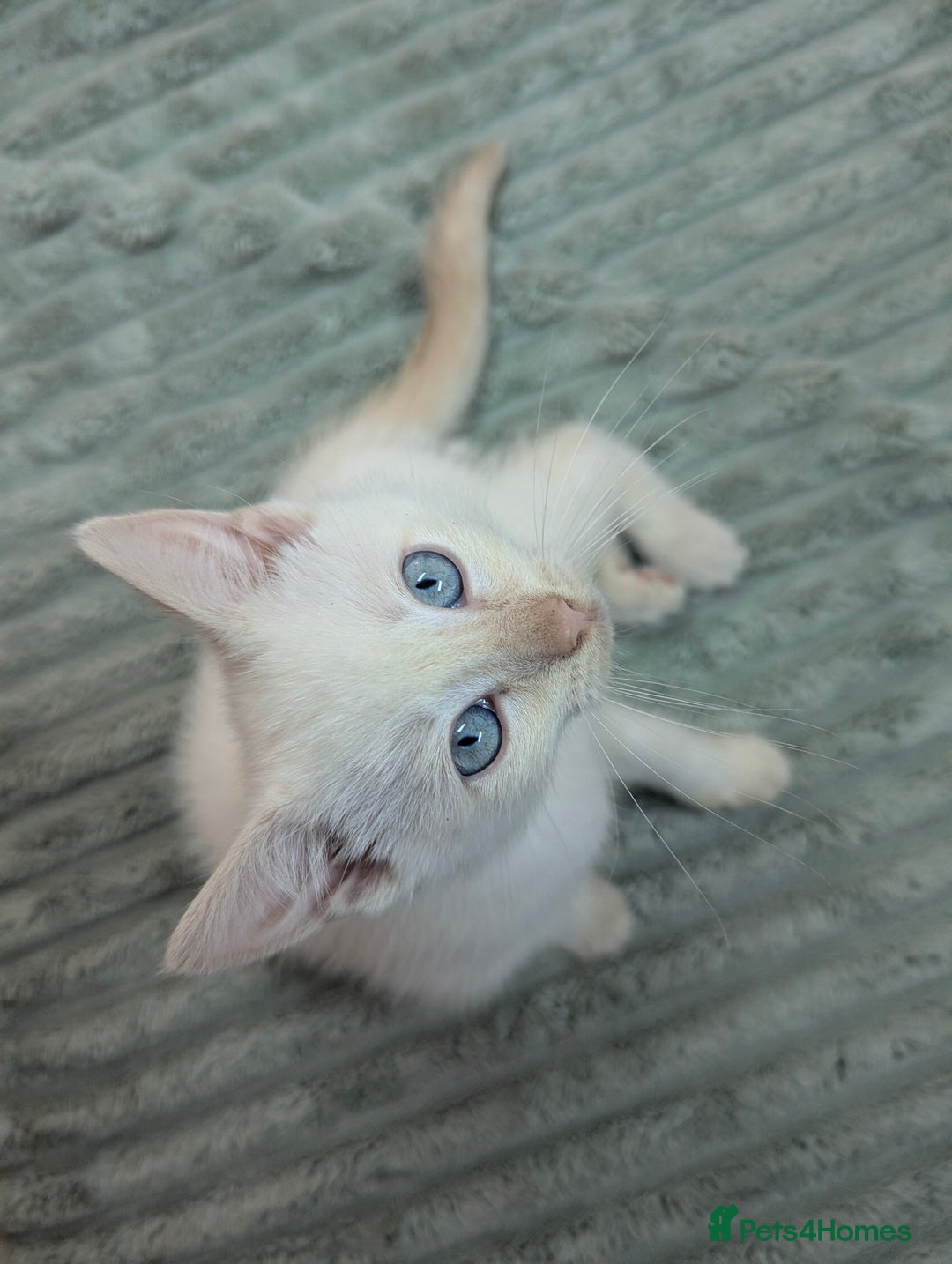 Siamese cats for sale: Flame point Siamese kitten male  - Advert 4