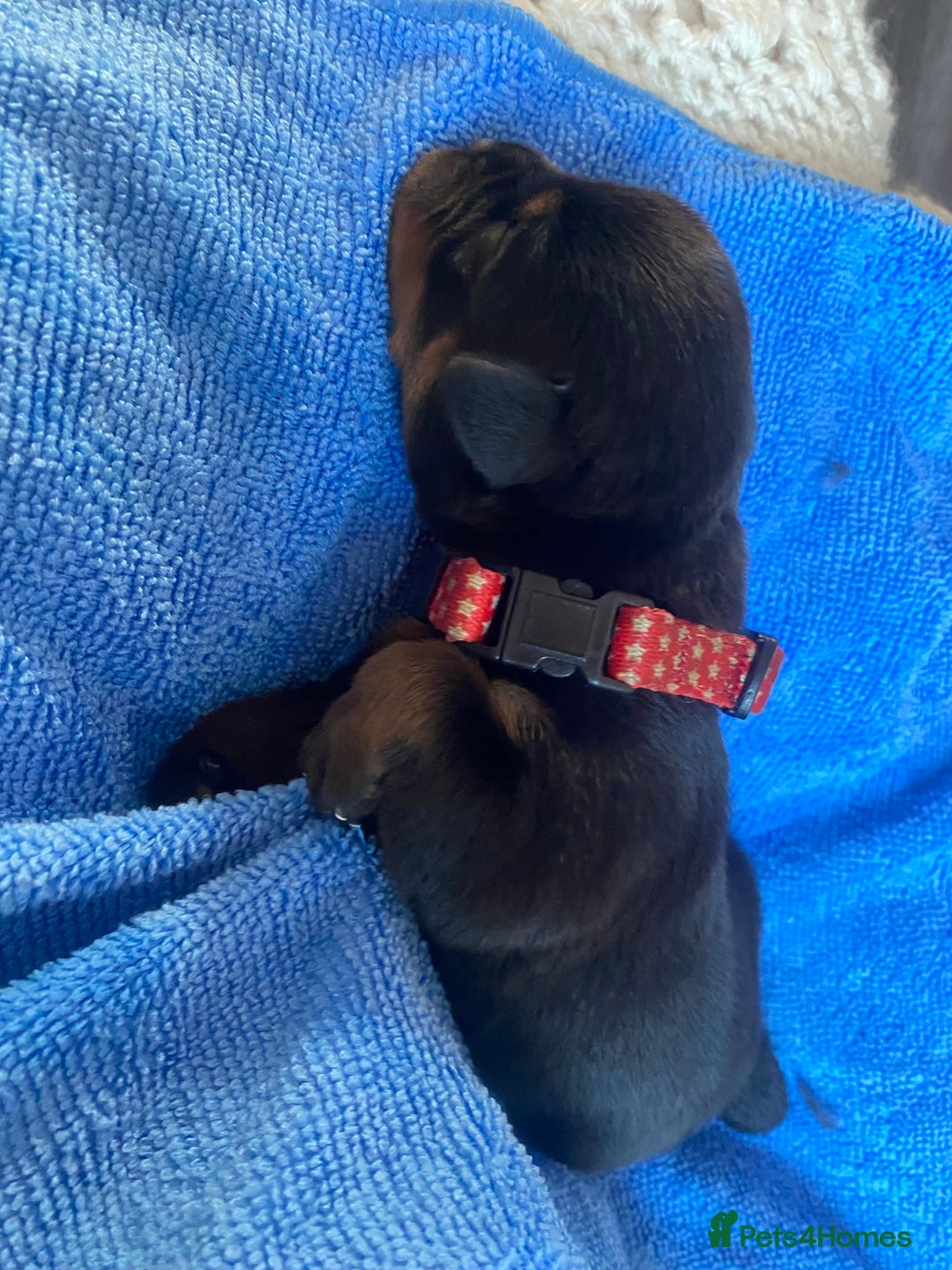 Rottweiler dogs for sale: Hulk and Ruby Rottweiler puppies  - Image 25