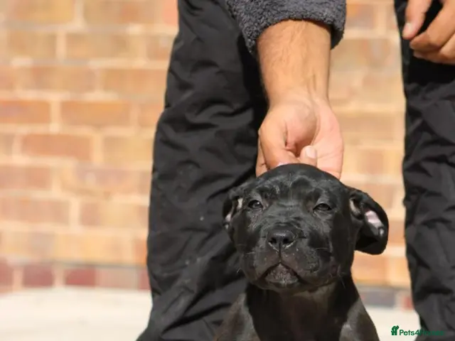 Presa Canario dogs MALE PRESA CANARIO, PUPPY TRAINING HAS STARTED - Advert 1