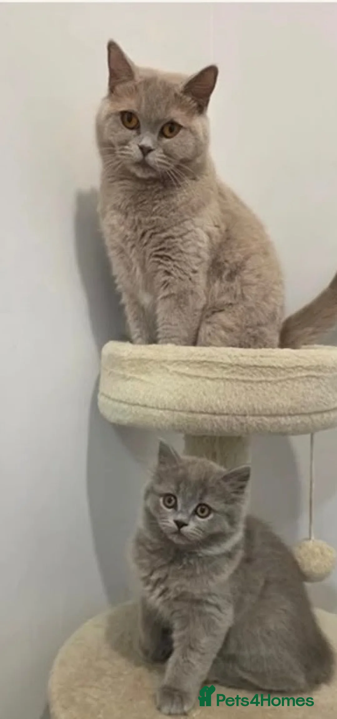 British Shorthair cats for sale: British shorthair - Advert 1