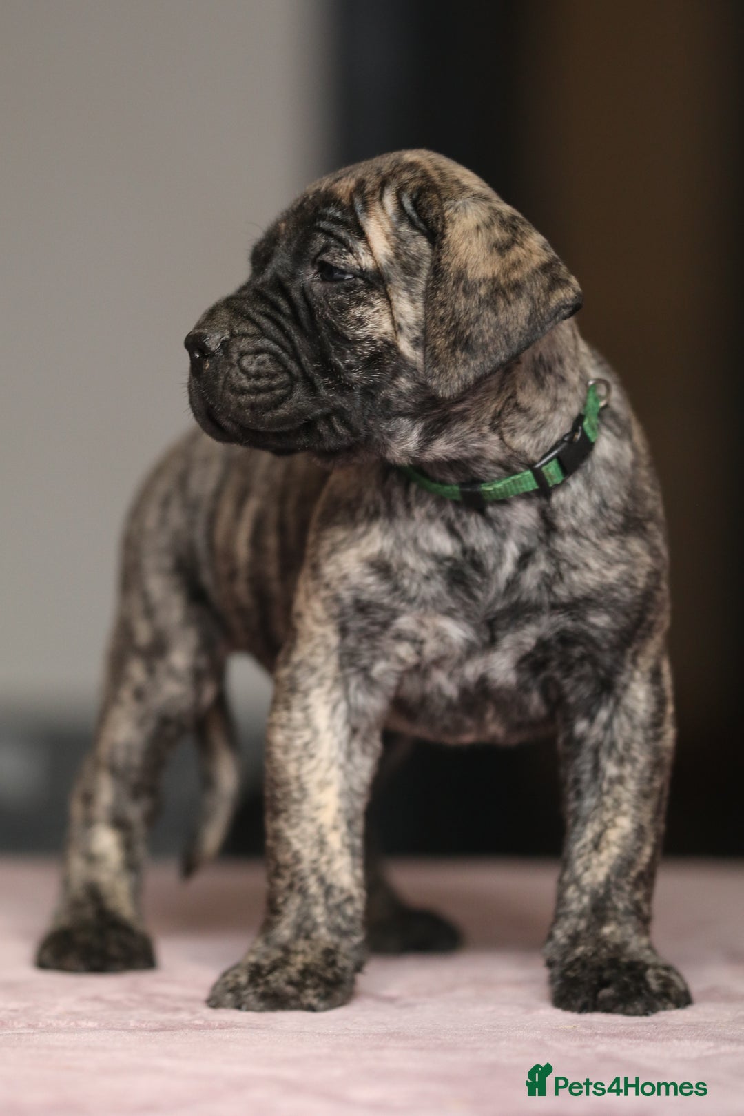 Presa Canario dogs for sale: Stunning Presa Canario Puppies  - Advert 1