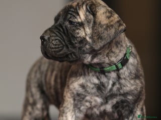 Presa Canario dogs Stunning Presa Canario Puppies - Advert 1