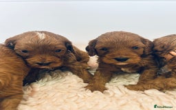 Cavapoo dogs for sale: F1 CAVAPOO BABIES 5🌟LICENSED BREEDER  - Image 17