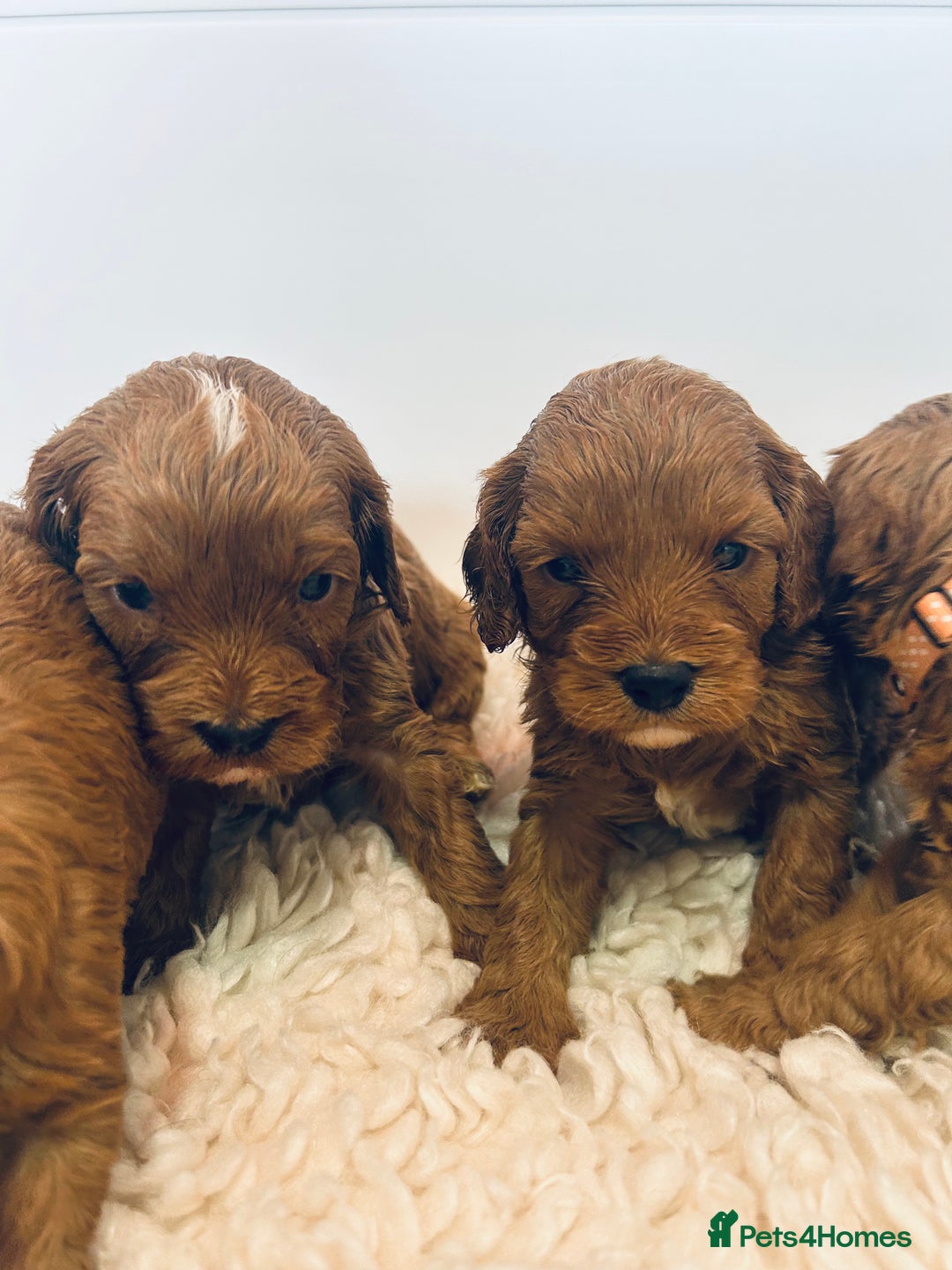 Cavapoo dogs for sale: F1 CAVAPOO BABIES 5🌟LICENSED BREEDER  - Image 17