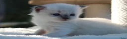 Ragdoll cats for sale: Outstanding Pedigree GCCF Ragdoll Kittens - Advert 4