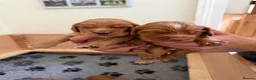 Cocker Spaniel dogs for sale: Red working cocker spaniel puppies in Northallerton - Advert 3
