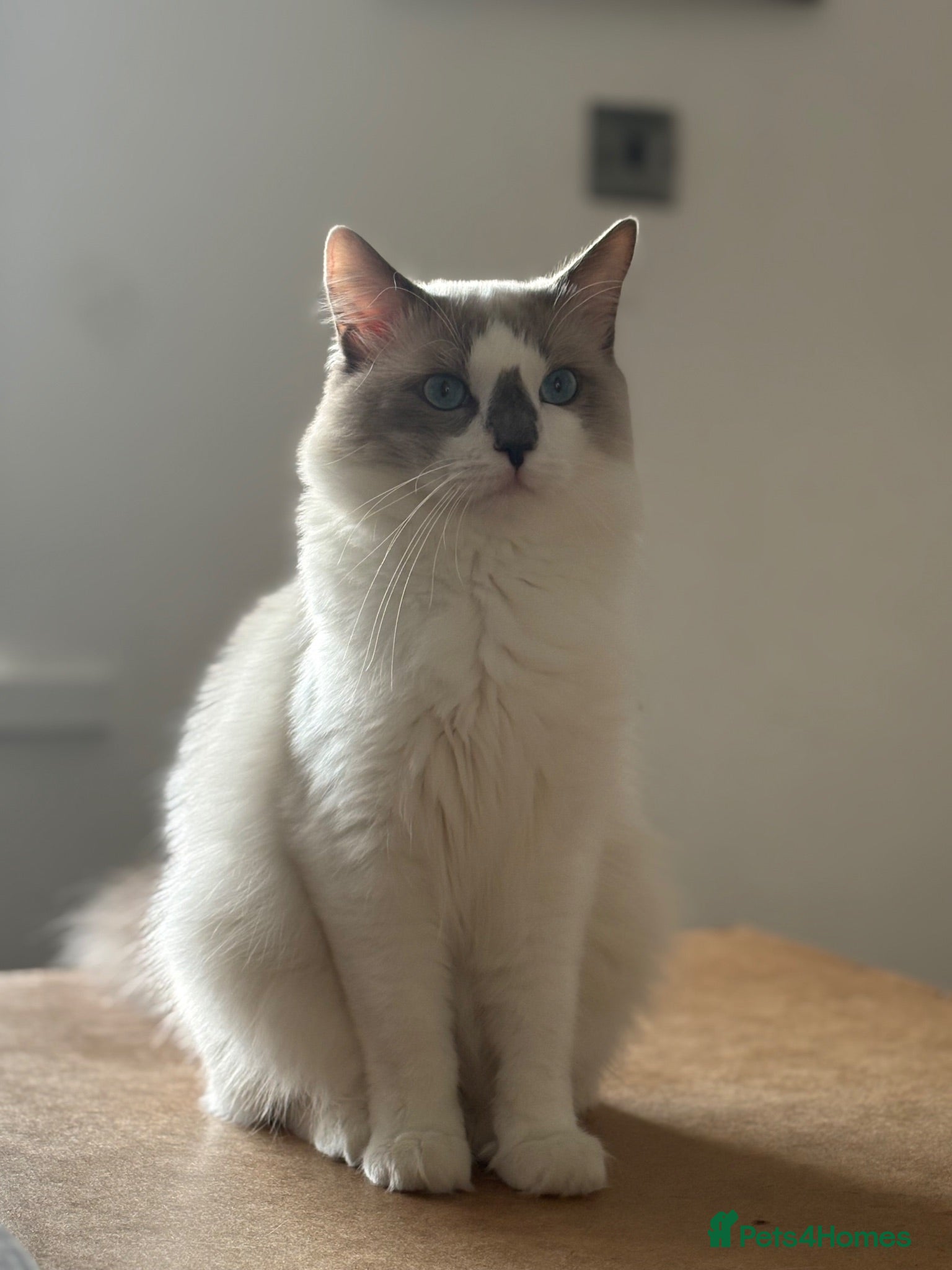 Ragdoll cats Ragdoll for sale - Advert 1