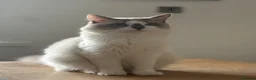 Ragdoll cats for sale: Ragdoll for sale - Advert 1