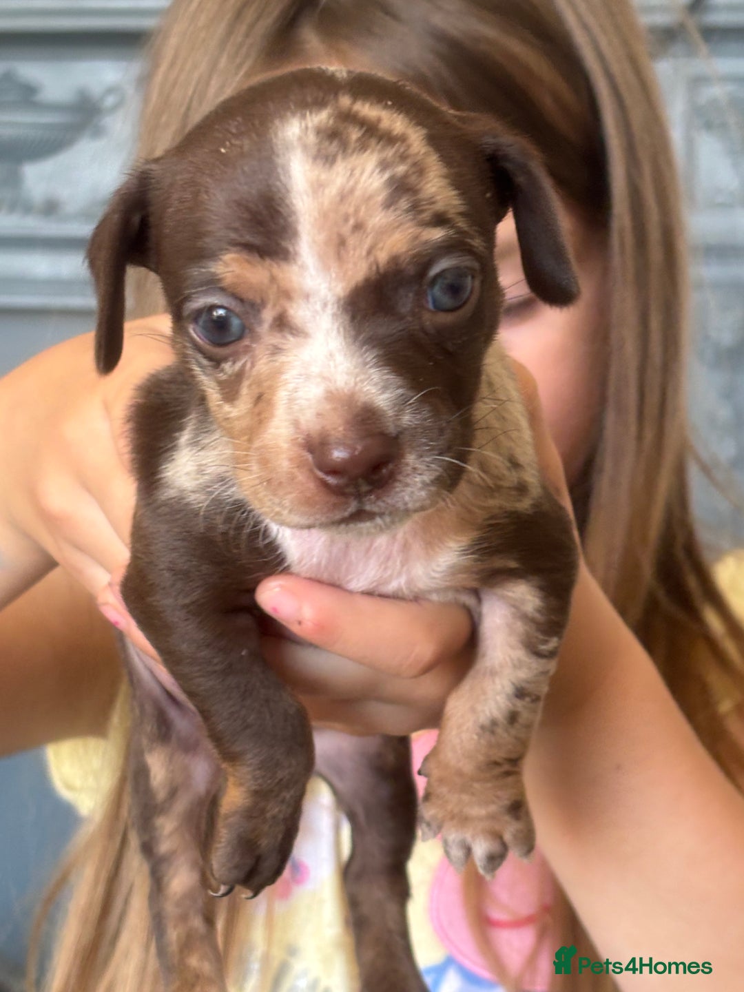 Mixed Breed dogs for sale: Girl chiweenie  - Image 3