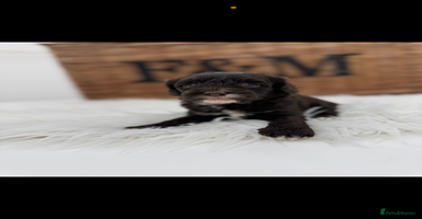 Cavapoo dogs - Advert 4