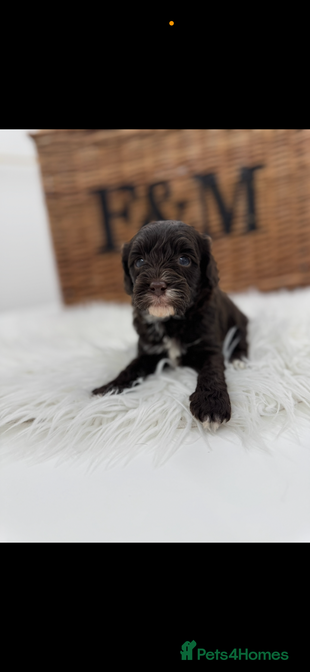 Cavapoo dogs for sale: Mini F1 Cavapoos Exstensively Health Testec  - Image 2
