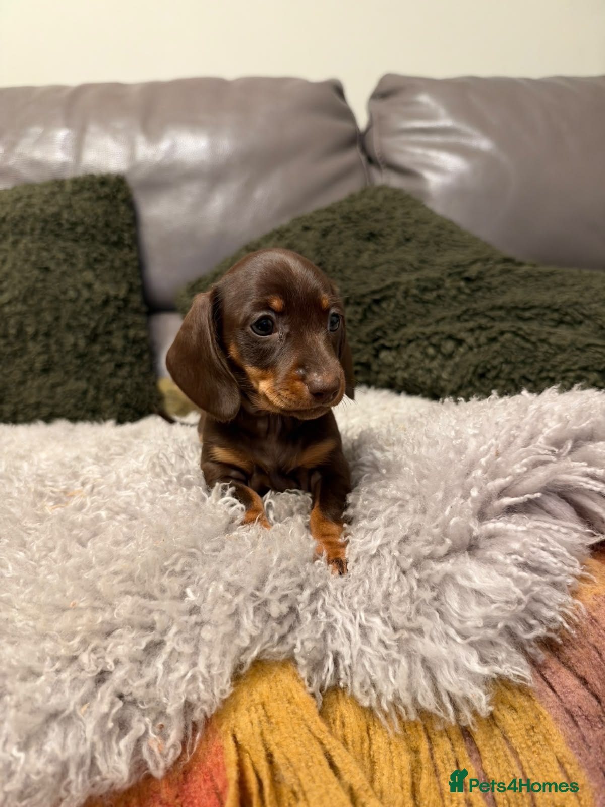 Miniature Dachshund dogs for sale: 2girls left! KC Miniature Smooth Dachshund Puppies - Advert 2