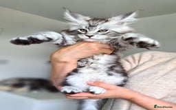 Maine Coon cats for sale: PEDIGREE MAINE COON KITTENS 5 BOYS - Image 16