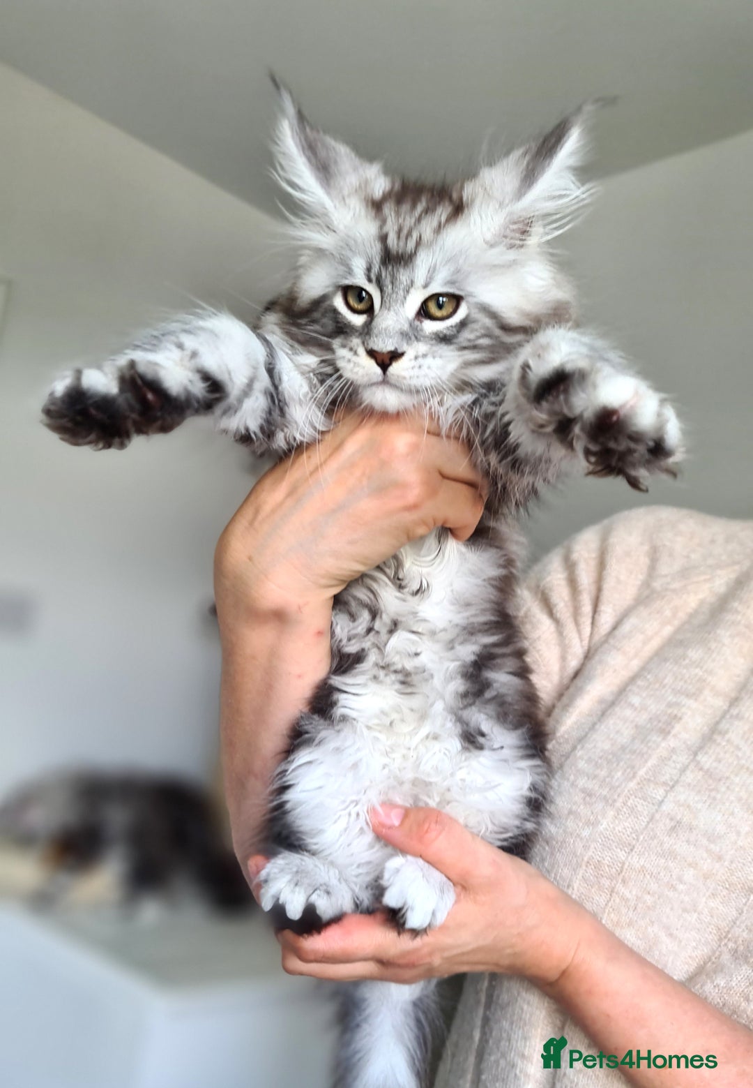Maine Coon cats for sale: PEDIGREE MAINE COON KITTENS 5 BOYS - Image 16