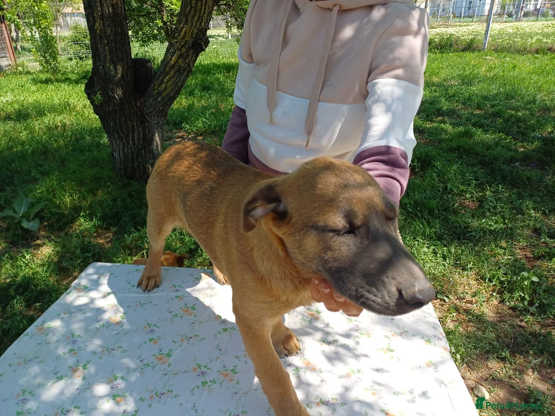 Mixed Breed dogs for adoption: BLUE, a Lovely Puppy Boy - for a Loving Home in Nottingham - Advert 28