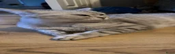 Mixed Breed cats for sale: Kittens in Dudley - Advert 3